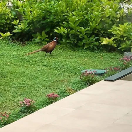 别墅 Marulovo Hills