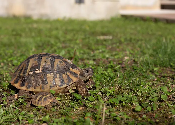 Marulovo Hills Villa Trogir