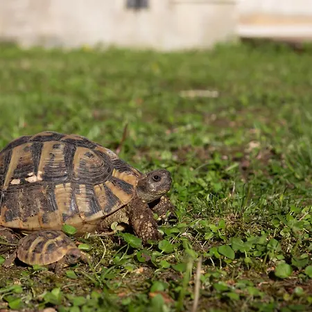 Marulovo Hills Willa Trogir